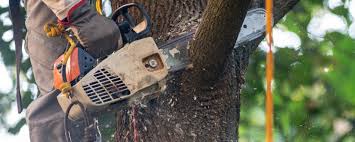 Best Tree Disease Treatment  in Pahokee, FL