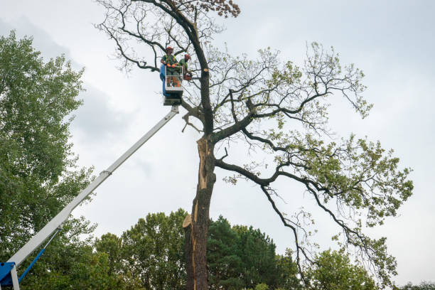 Pahokee, FL Tree Services Company